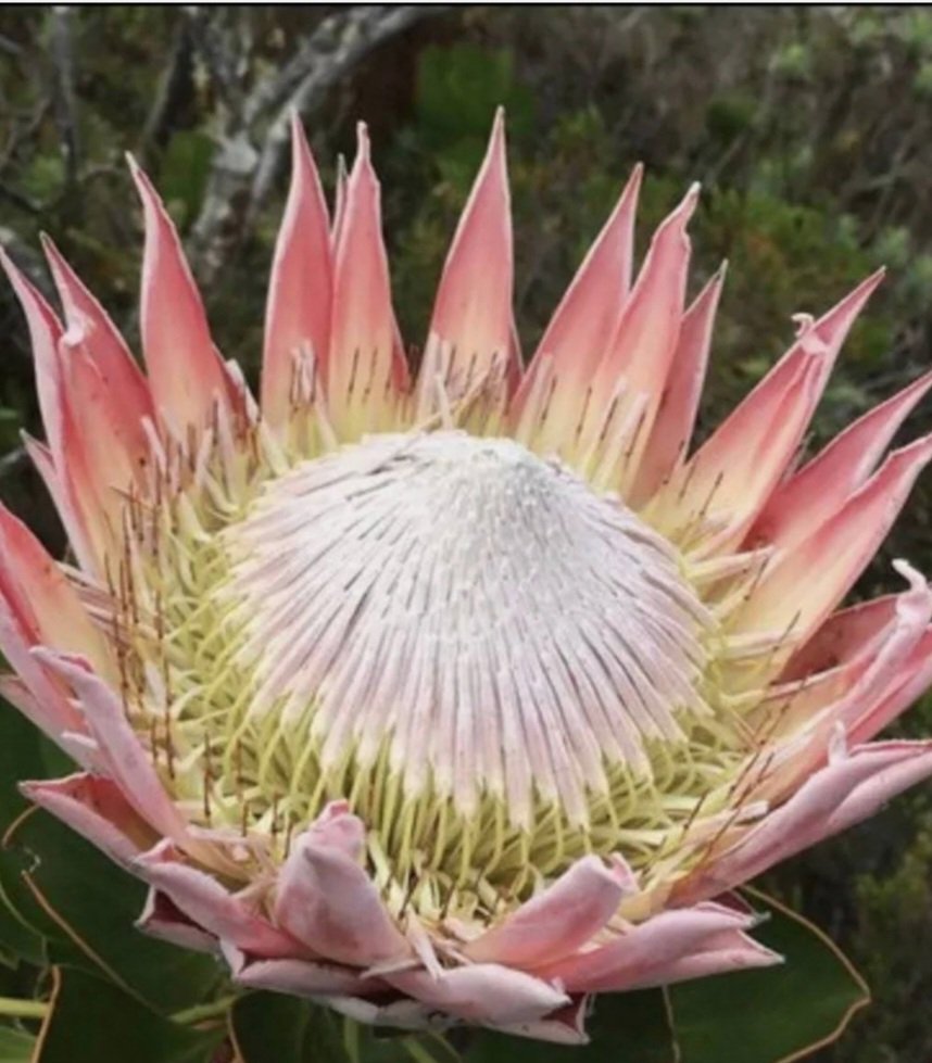 King Protea Studs