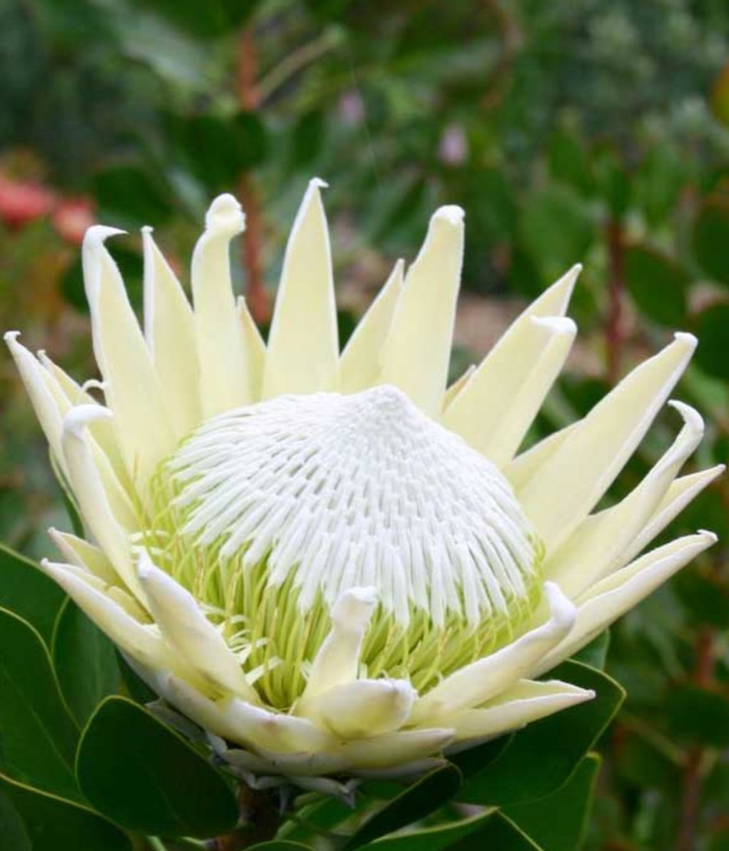King Protea Pendant